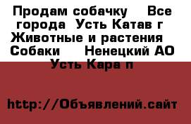 Продам собачку  - Все города, Усть-Катав г. Животные и растения » Собаки   . Ненецкий АО,Усть-Кара п.